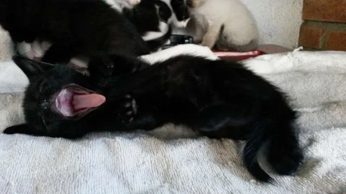 Gato ra a SRD idade Abaixo de 2 meses nome Escolha!