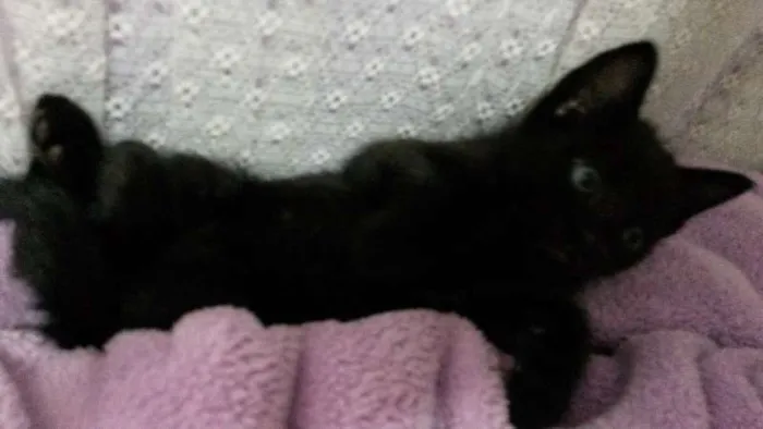 Gato ra a SRD idade Abaixo de 2 meses nome Escolha!