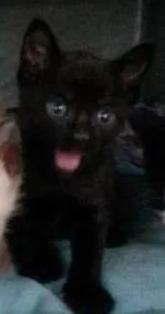 Gato ra a SRD idade Abaixo de 2 meses nome Escolha!
