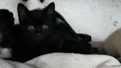 Gato ra a SRD idade Abaixo de 2 meses nome Escolha!