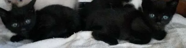 Gato ra a SRD idade Abaixo de 2 meses nome Escolha!