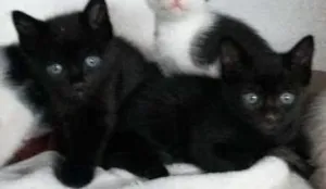 Gato raça SRD idade Abaixo de 2 meses nome Escolha!