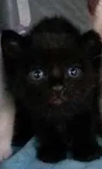 Gato ra a SRD idade Abaixo de 2 meses nome Escolha!
