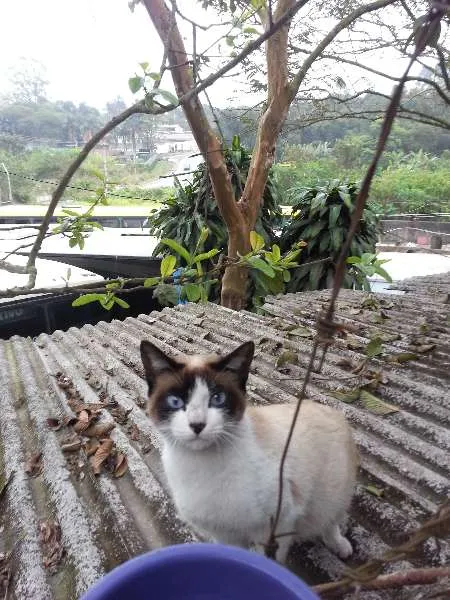 Gato ra a SRD idade 2 anos nome Frajolinha