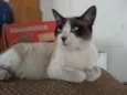 Frajolinha