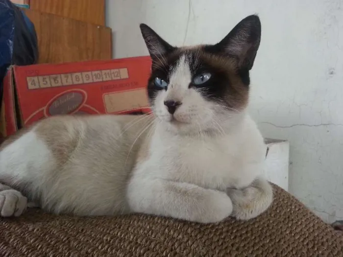 Gato ra a SRD idade 2 anos nome Frajolinha
