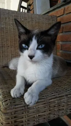 Gato raça SRD idade 2 anos nome Frajolinha