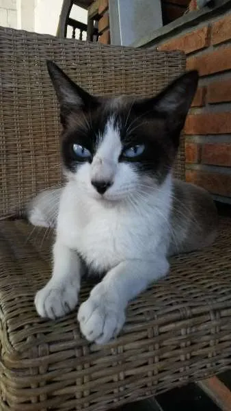 Gato ra a SRD idade 2 anos nome Frajolinha