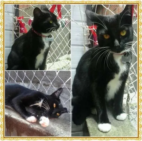 Gato ra a SRD idade 1 ano nome Mimi