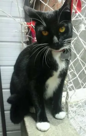 Gato raça SRD idade 1 ano nome Mimi