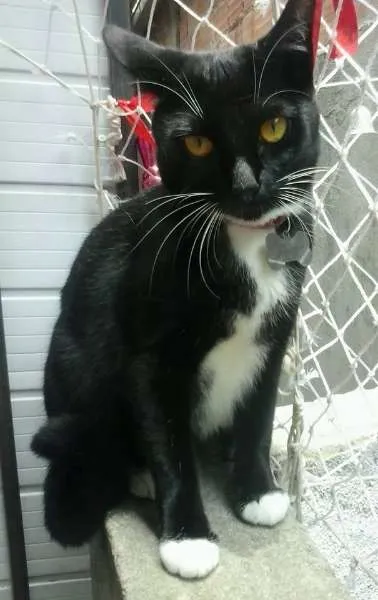 Gato ra a SRD idade 1 ano nome Mimi
