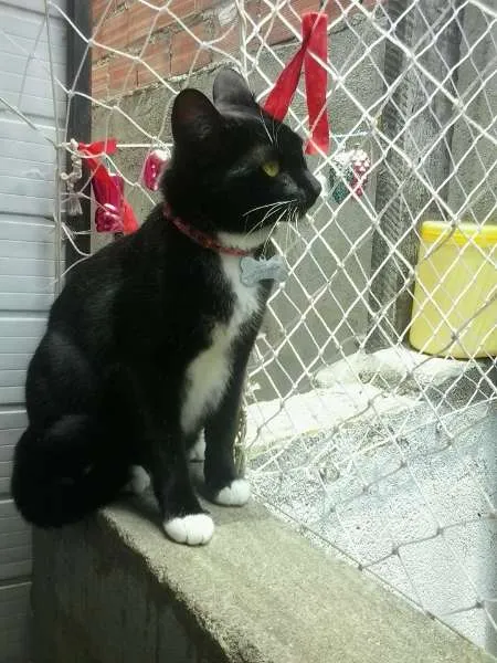 Gato ra a SRD idade 1 ano nome Mimi