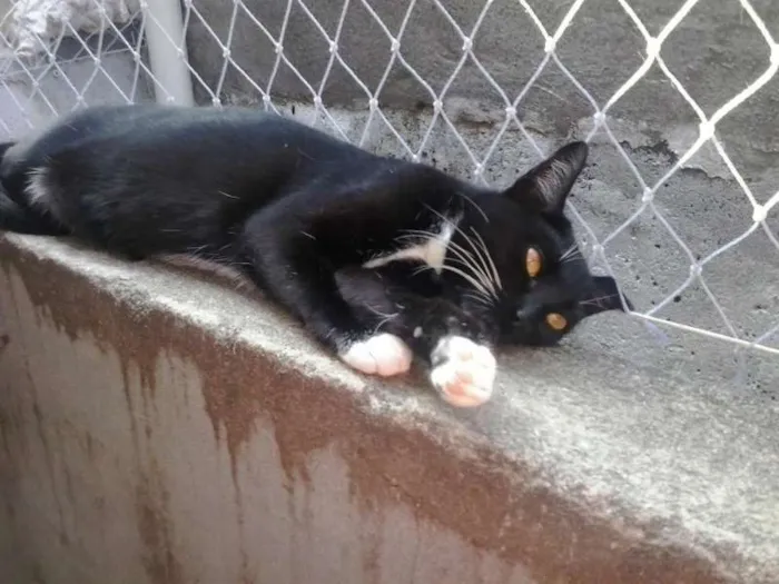 Gato ra a SRD idade 1 ano nome Mimi