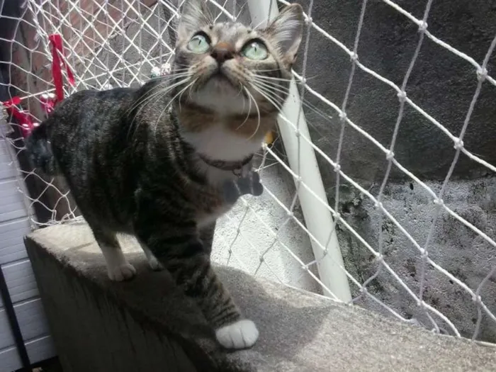 Gato ra a SRD idade 1 ano nome Isabela