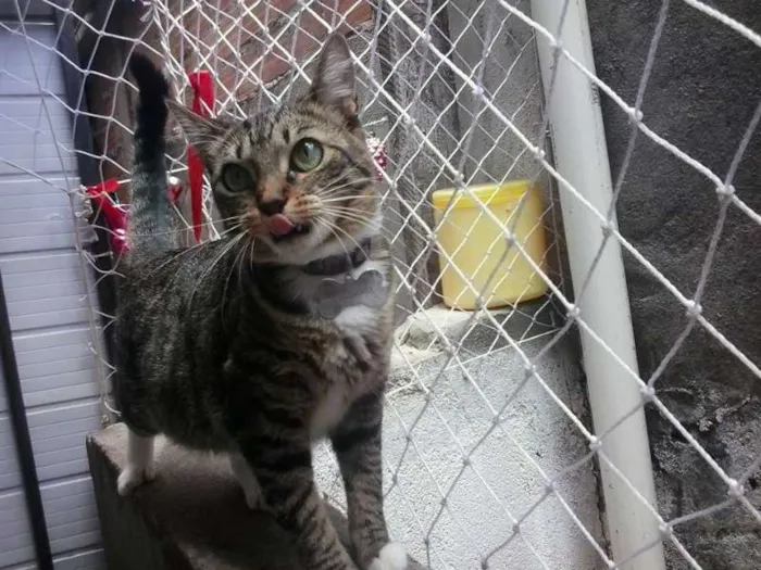 Gato ra a SRD idade 1 ano nome Isabela