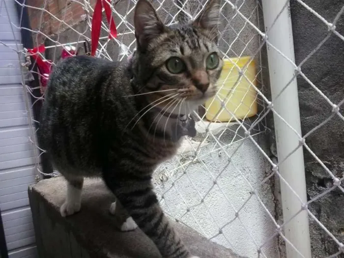 Gato ra a SRD idade 1 ano nome Isabela