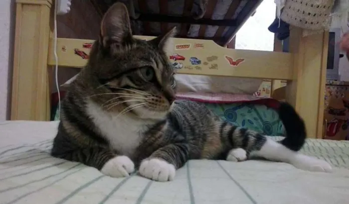 Gato ra a SRD idade 1 ano nome Isabela