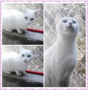 Gato raça SRD idade 1 ano nome Millie