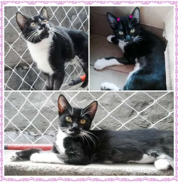 Gato ra a SRD idade 2 a 6 meses nome Jully