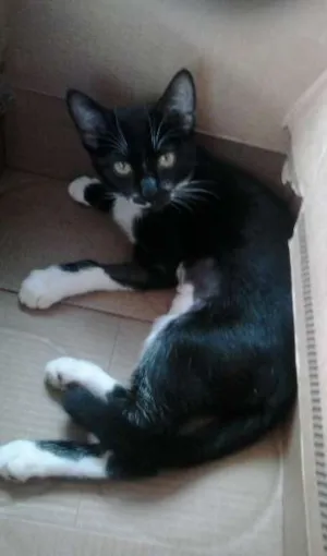 Gato raça SRD idade 2 a 6 meses nome Jully