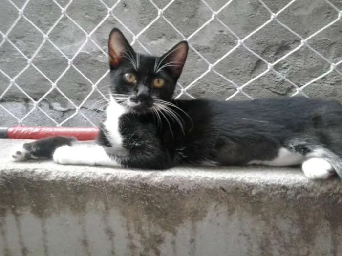 Gato ra a SRD idade 2 a 6 meses nome Jully
