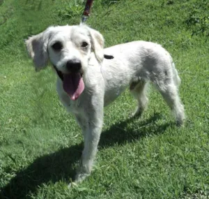 Cachorro raça mestiço poodle idade 3 anos nome Bambino