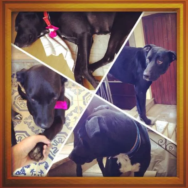 Cachorro ra a Labrador idade 1 ano nome June e Johnny