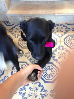 Cachorro raça Labrador idade 1 ano nome June e Johnny