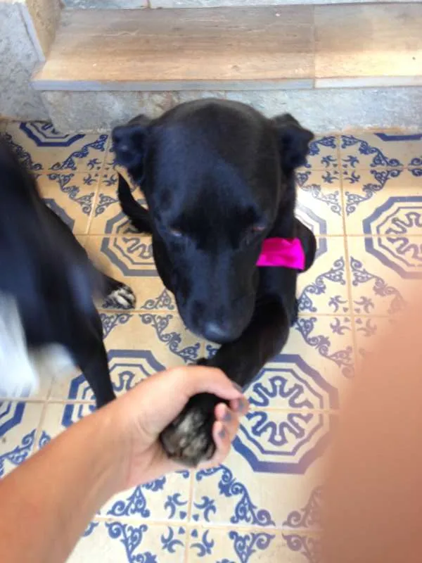Cachorro ra a Labrador idade 1 ano nome June e Johnny