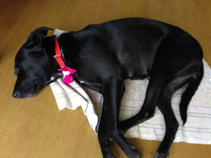Cachorro ra a Labrador idade 1 ano nome June e Johnny