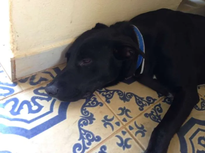 Cachorro ra a Labrador idade 1 ano nome June e Johnny