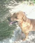 DOG YELOOW