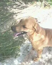 Cachorro raça  idade 1 ano nome DOG YELOOW
