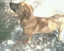 Cachorro ra a  idade 1 ano nome DOG YELOOW