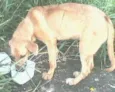 DOG YELOOW