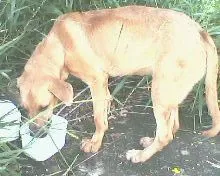 Cachorro ra a  idade 1 ano nome DOG YELOOW