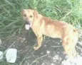 DOG YELOOW