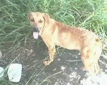 Cachorro ra a  idade 1 ano nome DOG YELOOW