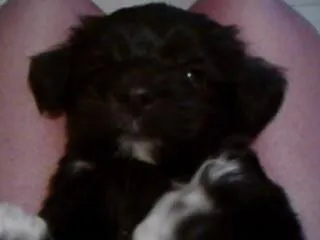 Cachorro raça Poodle idade 7 a 11 meses nome Cristal