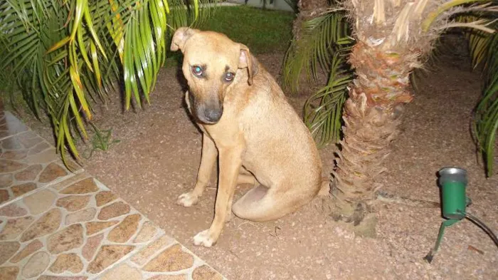 Cachorro ra a SRD idade 3 anos nome memina