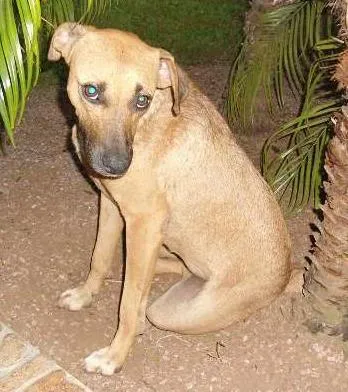 Cachorro ra a SRD idade 3 anos nome memina