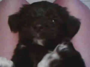 Cachorro raça Poodle idade 7 a 11 meses nome Cristal