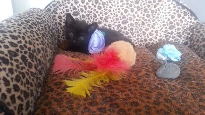 Gato raça srd idade Abaixo de 2 meses nome krakinha