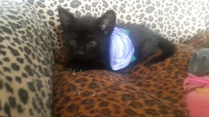 Gato raça srd idade Abaixo de 2 meses nome krakinha