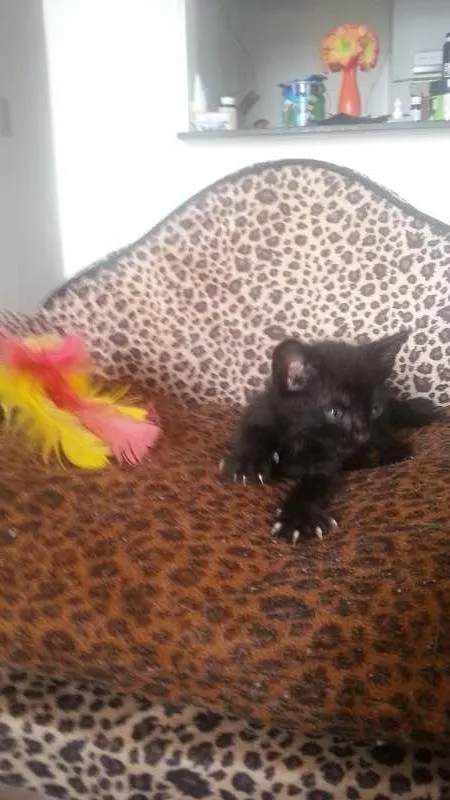 Gato raça srd idade Abaixo de 2 meses nome krakinha