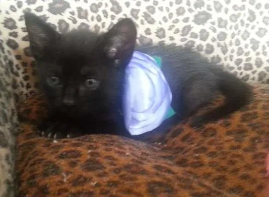 Gato raça srd idade Abaixo de 2 meses nome krakinha