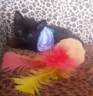 Gato raça srd idade Abaixo de 2 meses nome krakinha