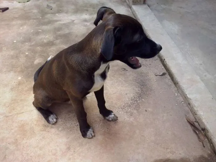 Cachorro ra a SRD idade 7 a 11 meses nome adote