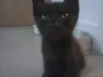 Bolinho