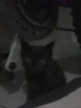 Bolinho